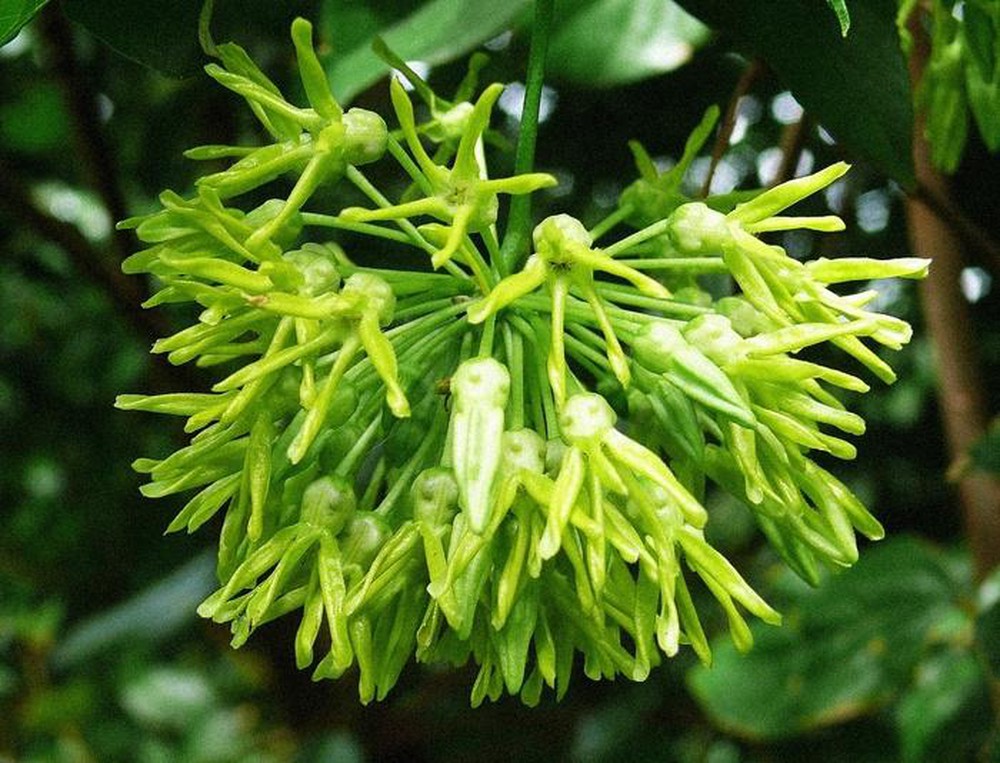 cây l HOA THIÊN LÝ  leo giàn - cây giống gửi đi nguyên bầu