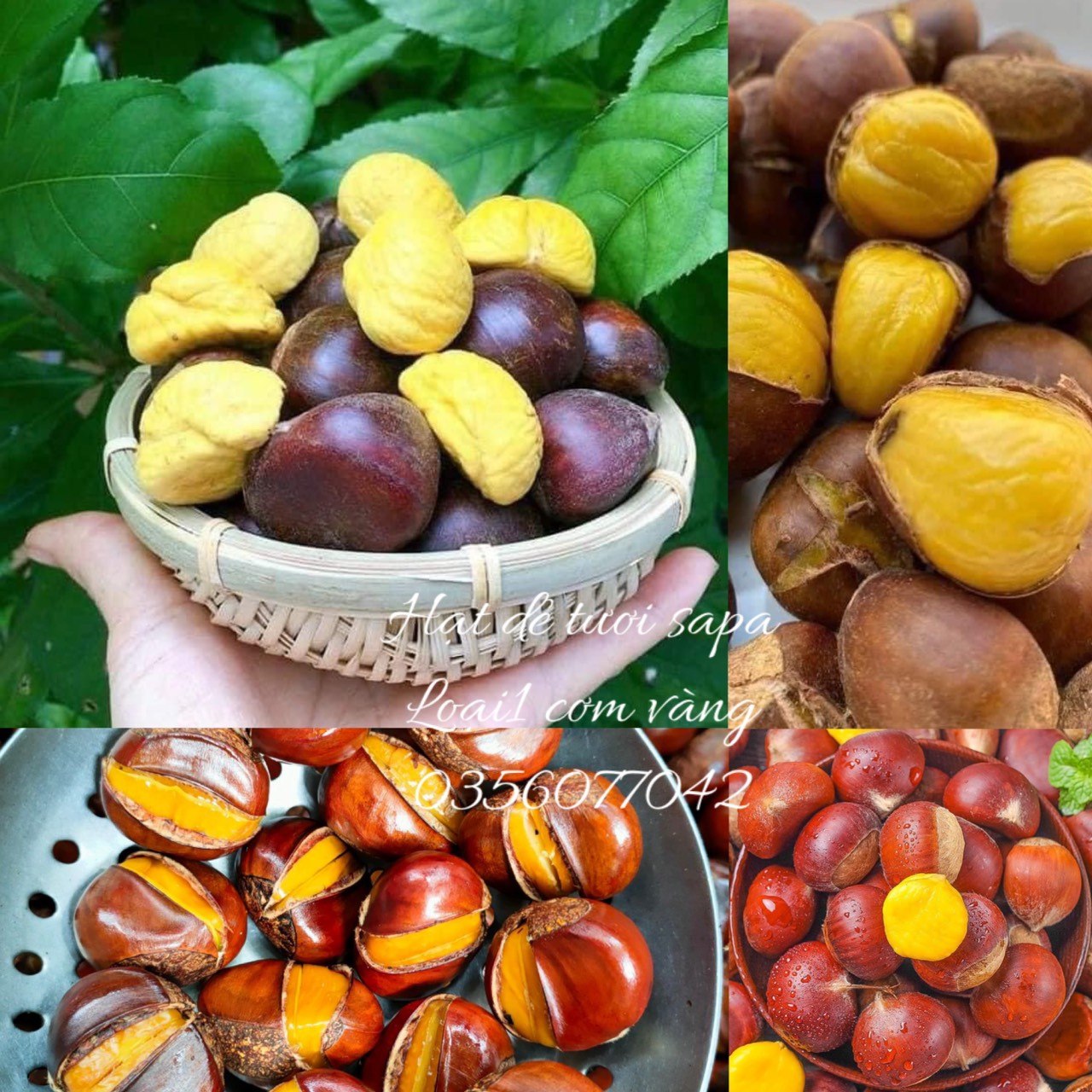 Hạt dẻ to ngon đảm bảo hành chất lượng. hạt dẻ tươi sapa