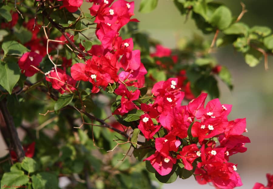 Cây hoa giấy giống có đủ các màu cao 40-50 cm thân 2 ly