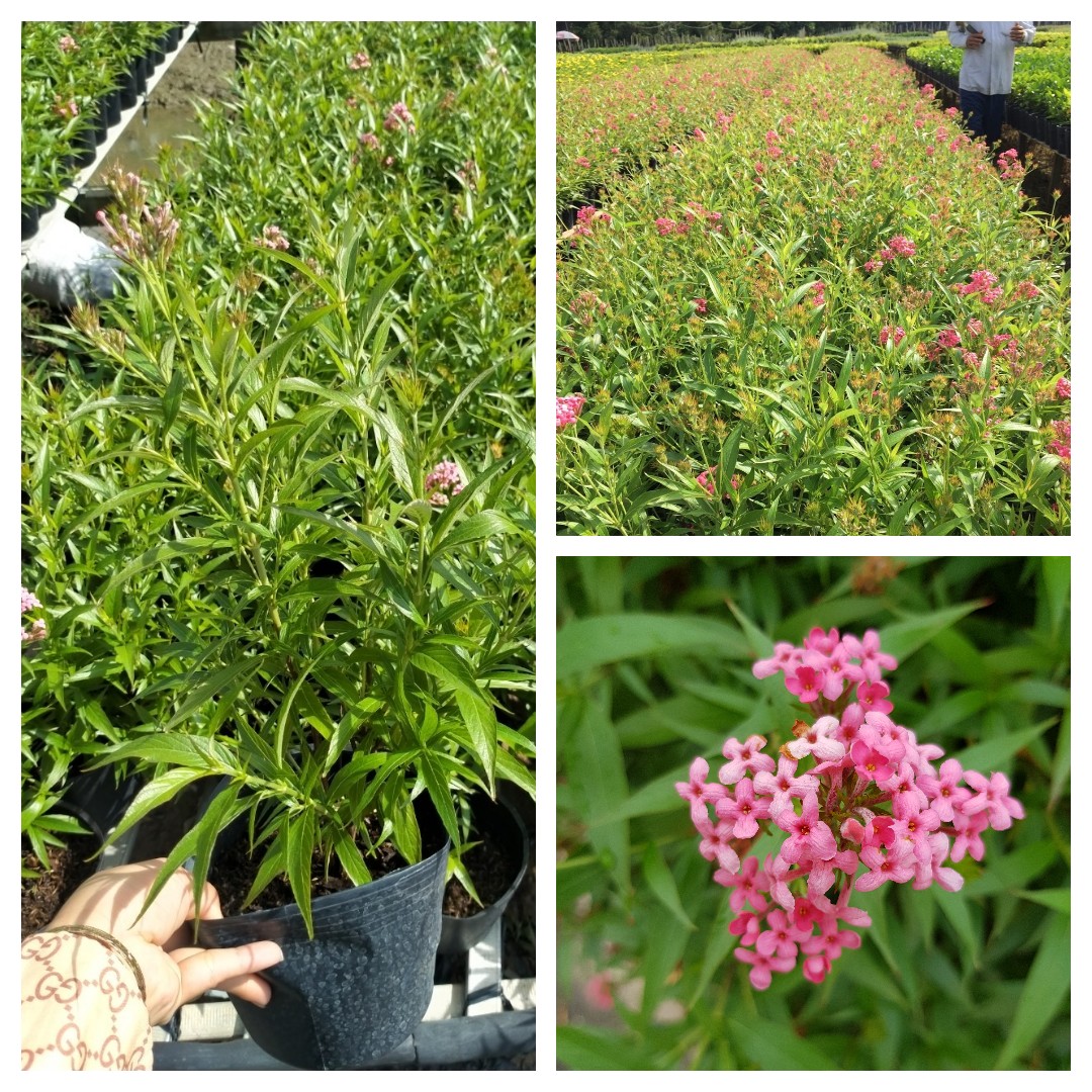 Cây hoa liễu hồng ra hoa quanh năm dễ trồng dễ chăm sóc càng cắt càng ra hoa Minh Hân Garden