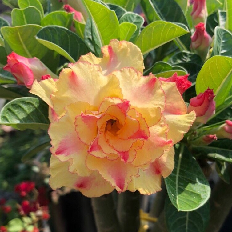 Hoa sứ Thái ghép màu VÀNG gân đỏ giống hoa XUÂN Ý , hoa kép 3 lớp (cây gửi ảnh 6)