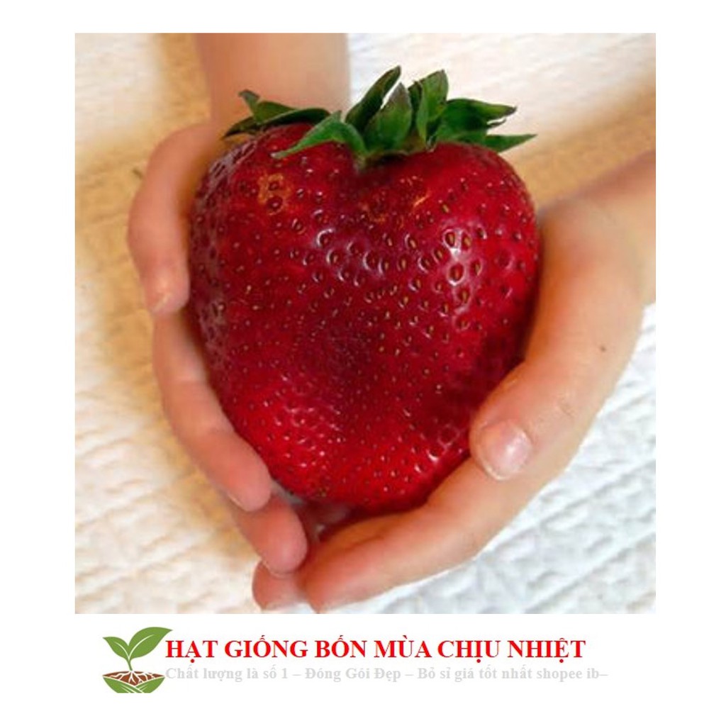 MA1B GÓI Hạt giống dâu tây đỏ khổng lồ 50 hạt tăng kích mầm và hướng dẫn trồng ĐẾN MÙA TRỒNG TẾT