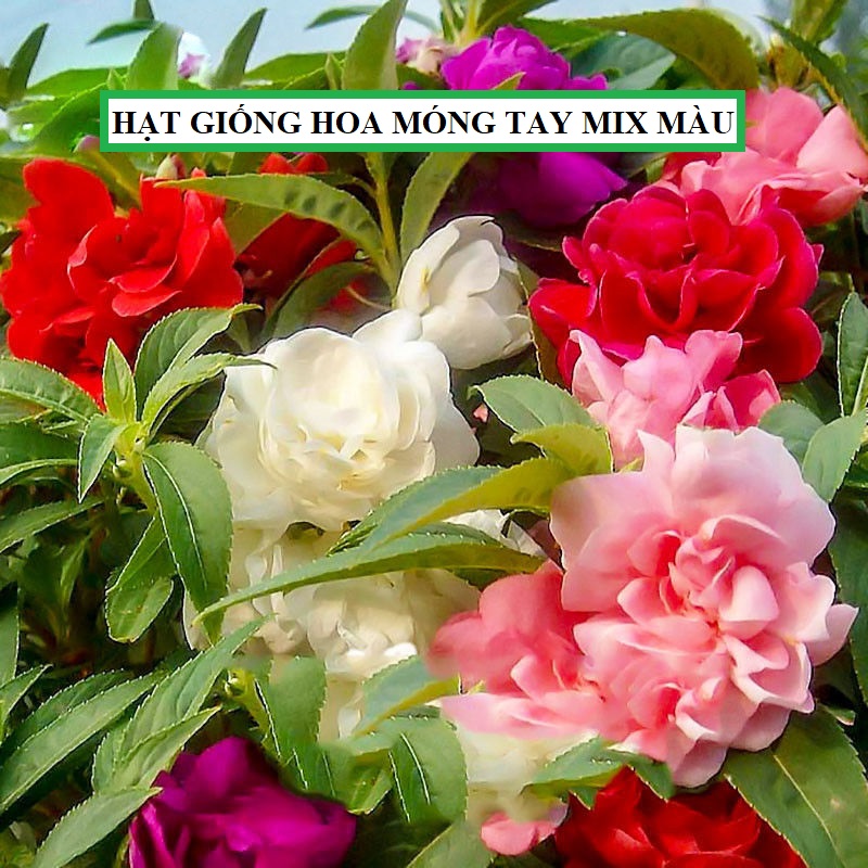 Hạt giống hoa mong tay kép - hoa bóng nước mix nhiều màu ( gói 50 hạt )
