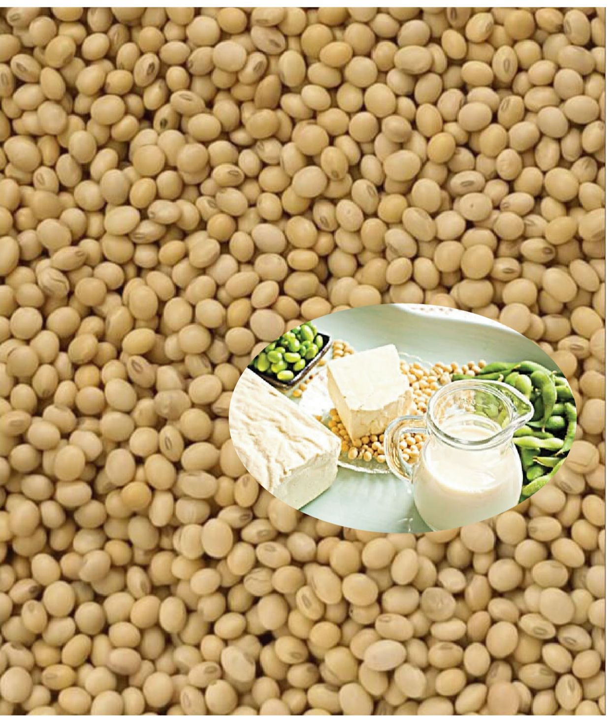Đậu nành - Đậu tương hữu cơ nguyên hạt to đẹp. Túi 1 kg