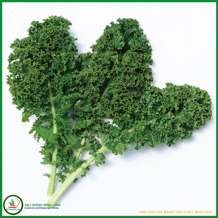 Hạt giống cải kale tn 69 - 10g, hiệu trang nông chất lượng, nảy mầm cao