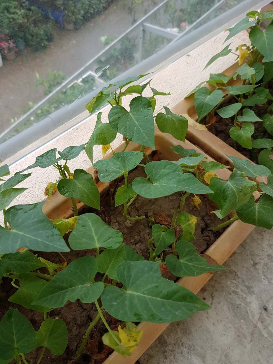 Set 15 cây giống rau lang rễ trần bảo hành sống