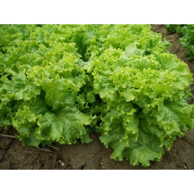 Hạt giống rau xà lách xoăn xanh - 5 gr, chất lượng sản phẩm đảm bảo và cam kết hàng đúng như mô tả