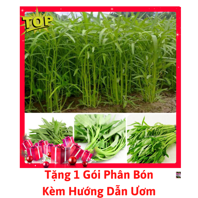 [Lấy mã giảm thêm 30%] Gói Hạt Giống Rau Muống Tre Thái Lan