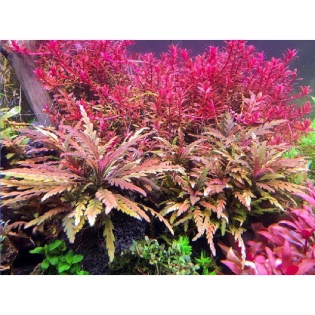 Liễu răng cưa lá nước ( 3 ngọn)