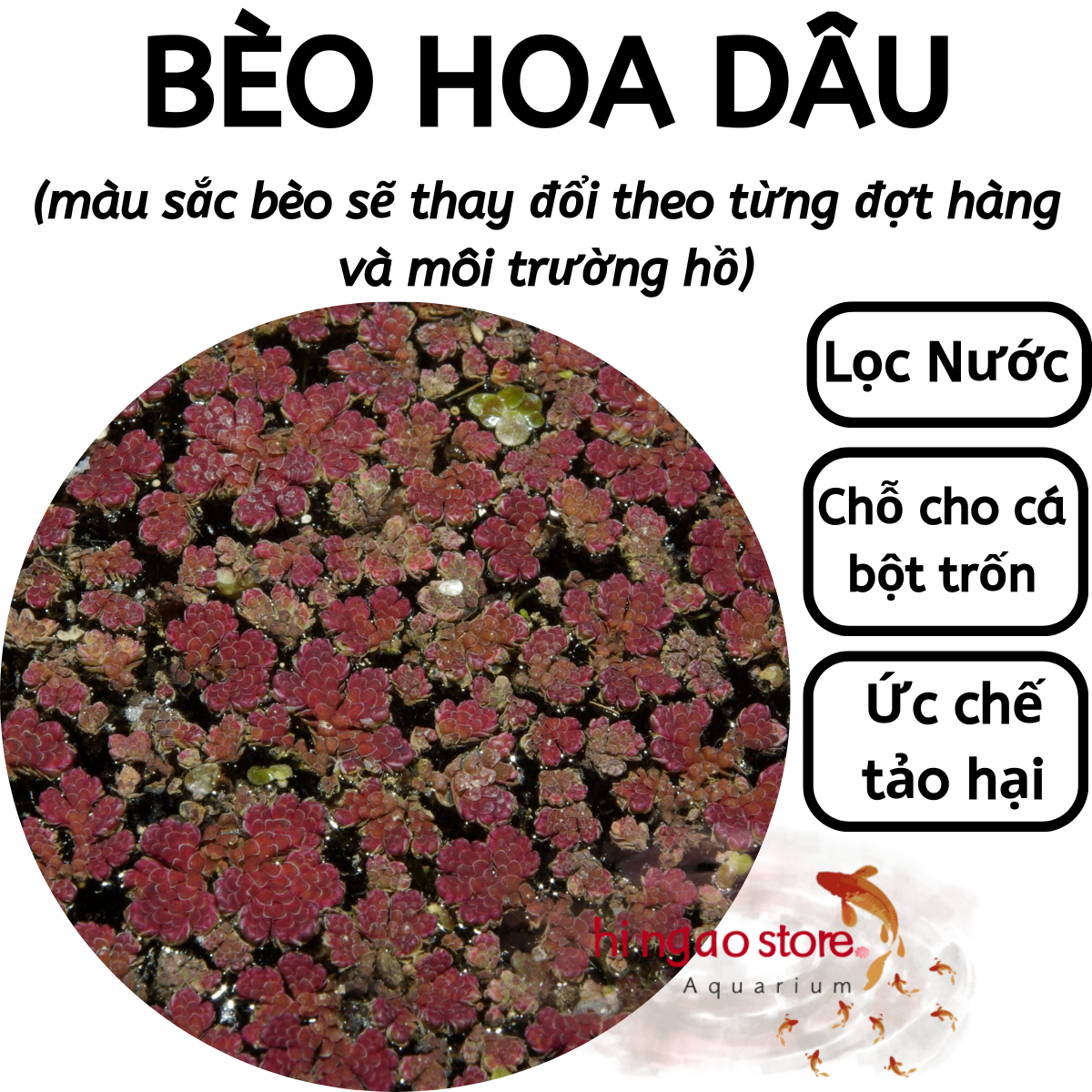 Bèo hoa dâu - Bèo dâu - Trang trí hồ cá | Hingaostore.
