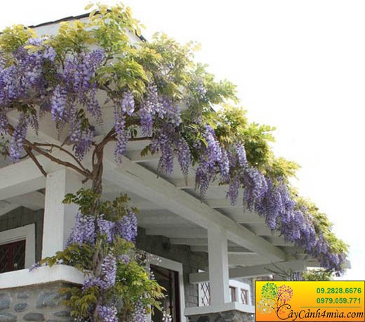 Cây tử đằng thân gỗ bonsai, hoa tím siêu đẹp