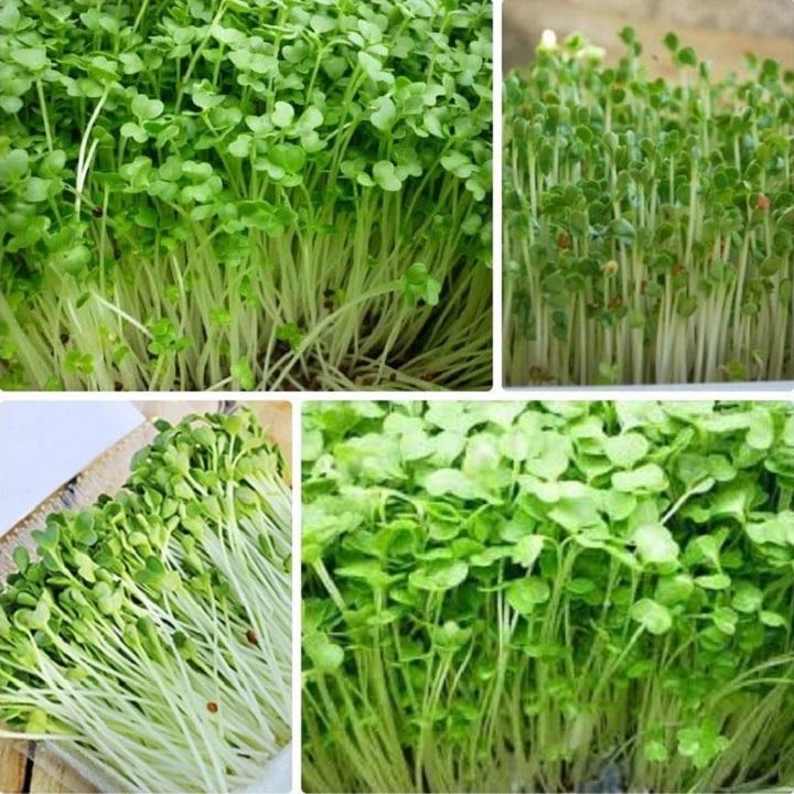 Hạt giống rau mầm củ cải 50gr (trắng/ đỏ)
