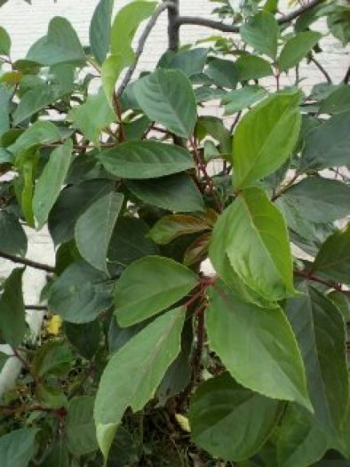 Cây nhội giống, cây lá nhội vị chua hơi chát, gia vị hàng ngày có 50 công dụng tốt cho sức khỏe