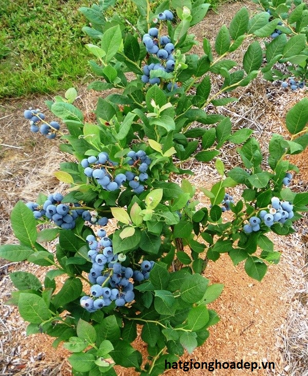 có sẵn CÂY GIỐNG VIỆT QUẤT NHẬP KHẨU cây đẹp dễ khỏe