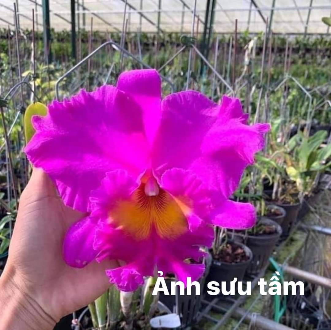 Hoa lan Cattleya Pink Empress chậu trưởng thành, nhiều thân
