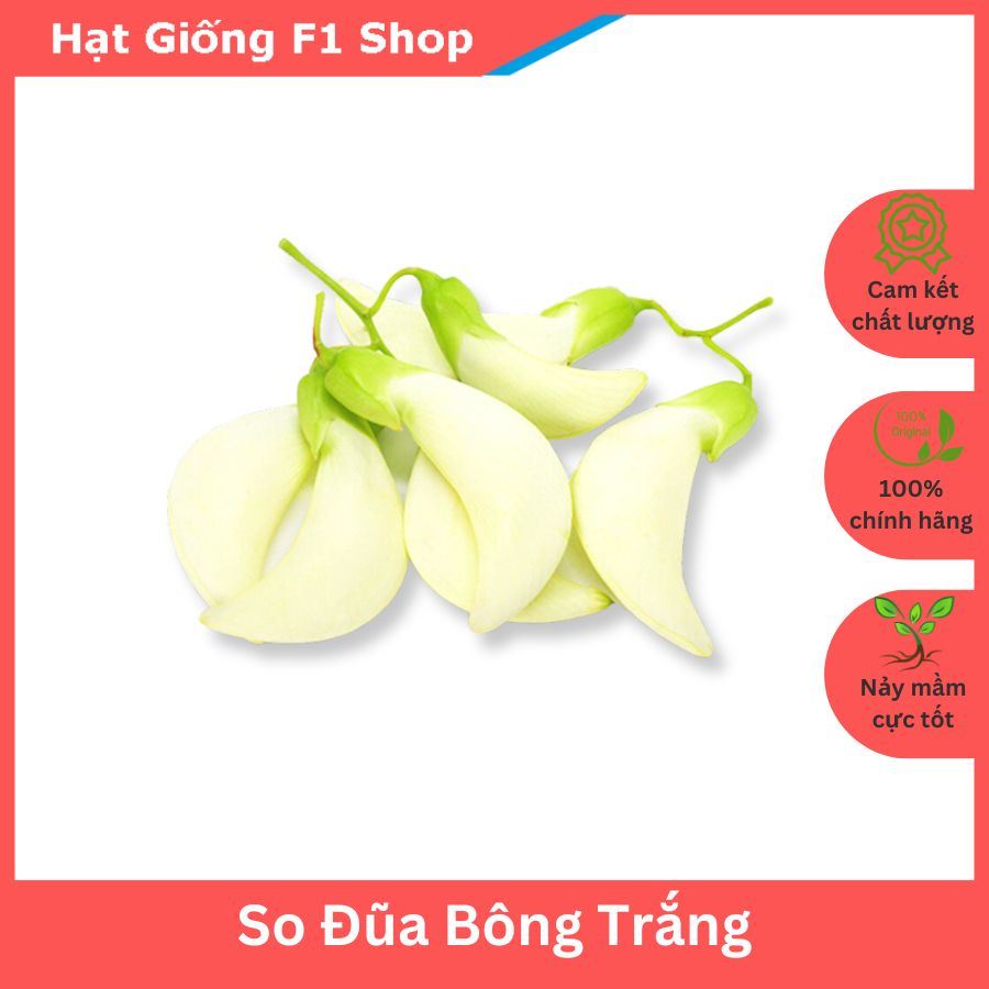 Hạt giống cây so đũa bông trắng