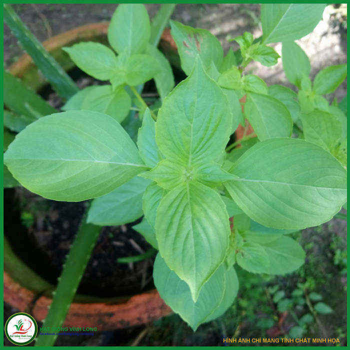 Hạt giống rau Thơm sả (é trắng) TN 35 - 1g, hiệu Trang Nông chất lượng, nảy mầm cao