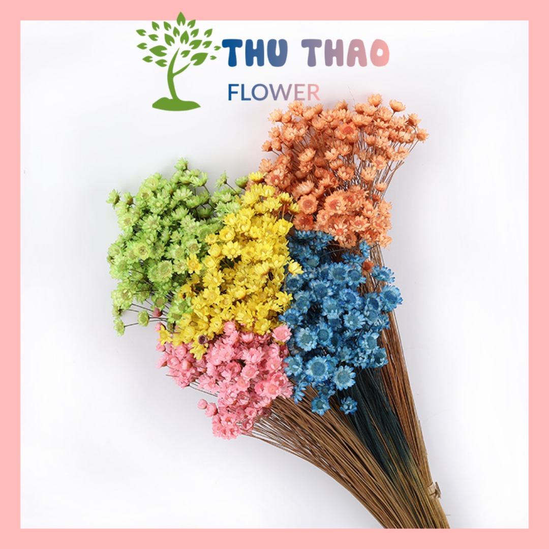 Hoa khô Tuyết Nhiệt Đới, Cúc Glixia, hoa bất tử khô decor trang trí để bàn, quà tặng handmade vintage