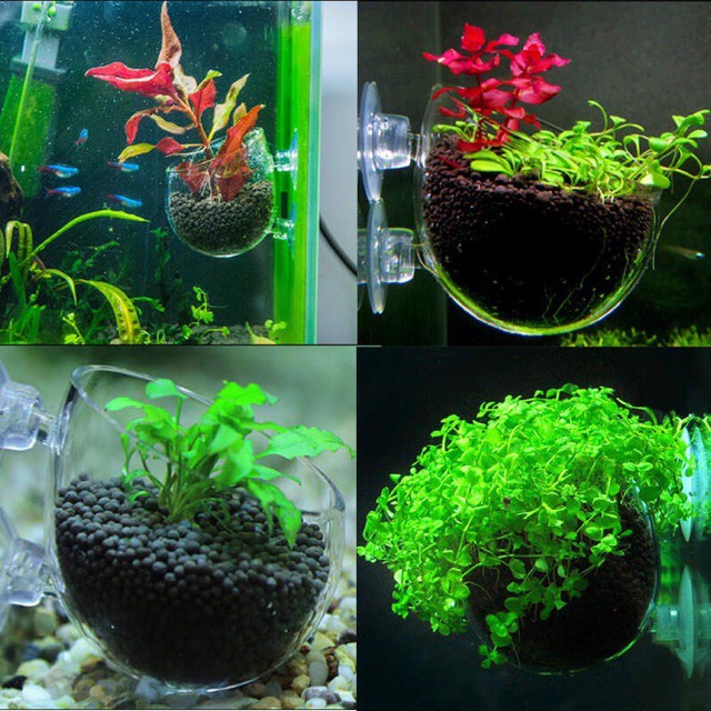Cốc trồng cây thuỷ sinh sản phẩm tốt chất lượng và độ bền cao cam kết hàng nhần được như hình