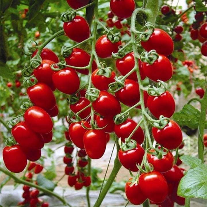 Hạt giống cà chua cherry đỏ lai f1 rado 640 rd gói 0.1gr
