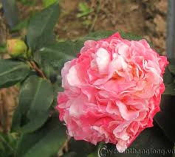 vpoR4TpCGOtCG0FAeNgb_simg_d0daf0_800x1200_max.jpg