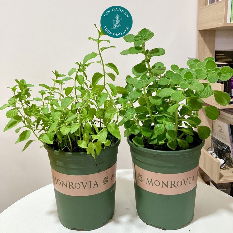 Chậu nhựa monrovia jun garden chính hãng nhập khẩu cao cấp 16cm, chịu nhiệt tốt, bền