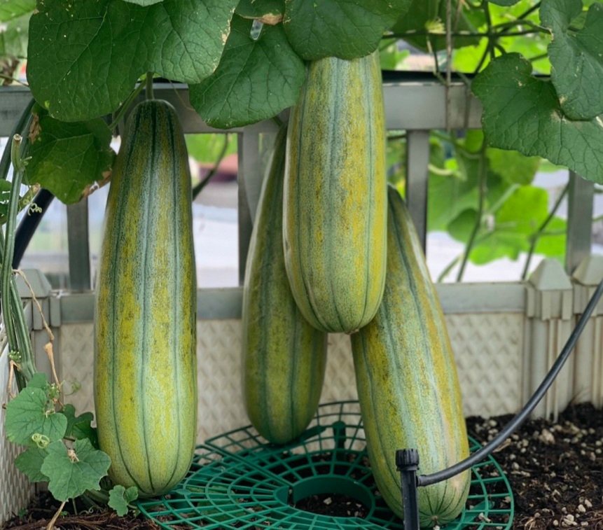 Hạt giống dưa gang 1GR, năng suất cao, dễ trồng, có thể trồng quanh năm, vị thanh mát, Green seed