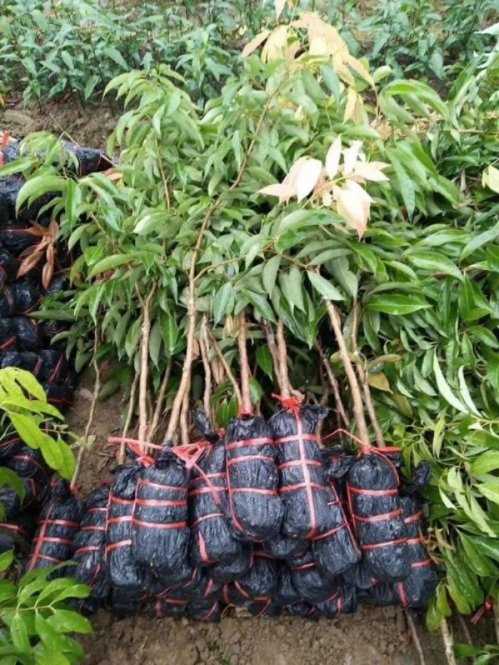 Cây vải không hạt giống chuân f1