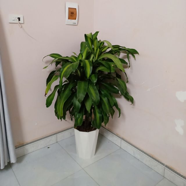 Cây thiết mộc lan (cây thần tài khúc)