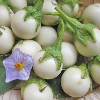 Hạt giống cà pháo trắng - 2gr
