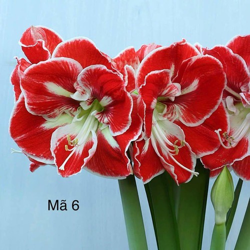 Củ hoa lan huệ ngoại Hà Lan samba size 30-32