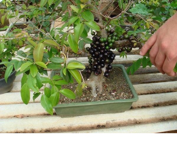 Cách trồng cây phèn đen bonsai?
