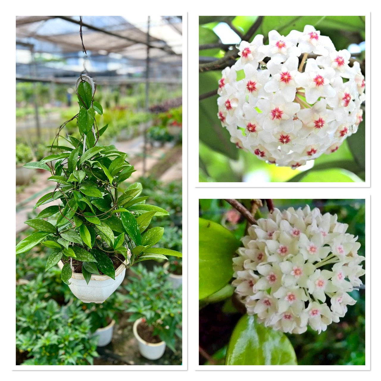 Cây hoa cẩm cù trắng