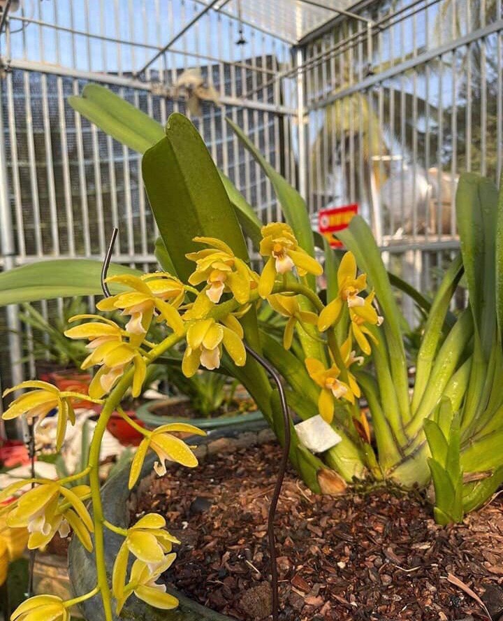 Lan kiếm phan trí hàng năm 3 bán theo tép bản lá láng to khỏe từ 2,5cm trở lên hàng thuần tại vườn