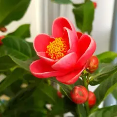 Hoa hải đường (hoa hồng cánh sen)- CHẬU LỚN, ĐANG NỤ, CHƠI TẾT