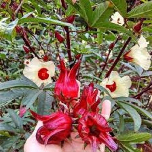 Hạt Giống Hoa Atiso Đỏ - Cây Bụt Giấm -Lucky Seed - Mỗi Túi 10 Hạt.