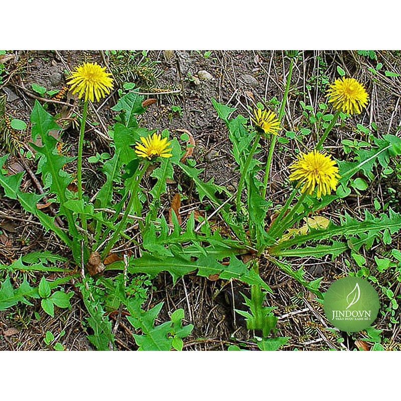 Bồ công anh 100gram lọa thượng hạng - eg076