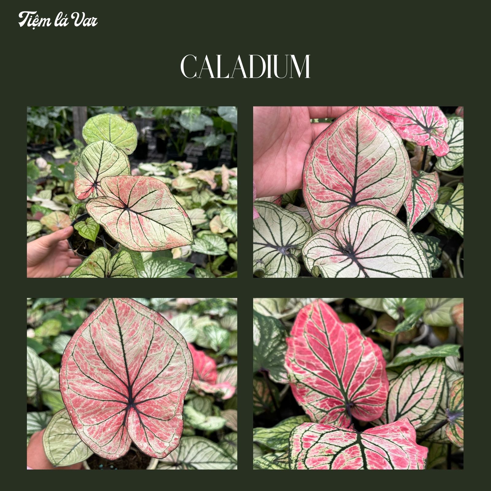 Môn đốm màu đẹp mắt - Caladium Cây trồng trang trí, giá rẻ, để bàn