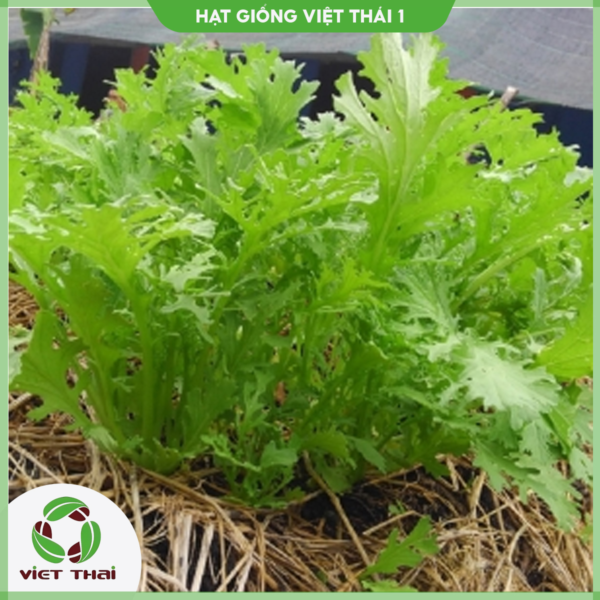 Hạt giống cải bẹ xanh đuôi phụng tn - hgvt1