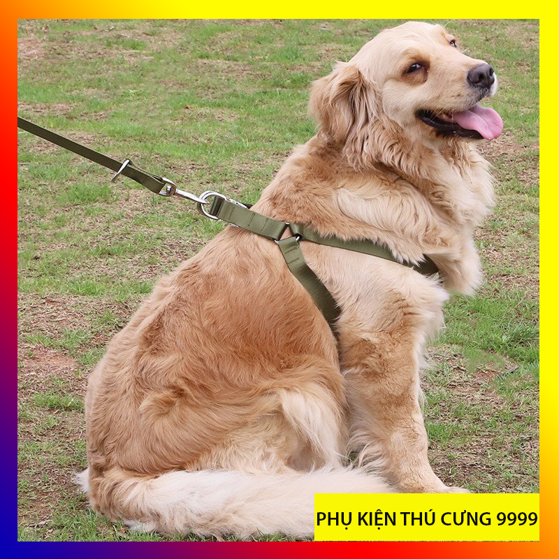 Dây dắt chó to Alaska, becgie