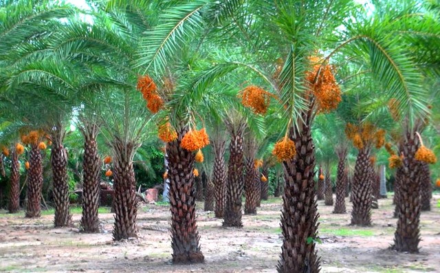 Cây giống Chà Là ăn trái TRUNG ĐÔNG QUẢ ĐỎ ( Cây ươm được 2 -3 năm rồi ).