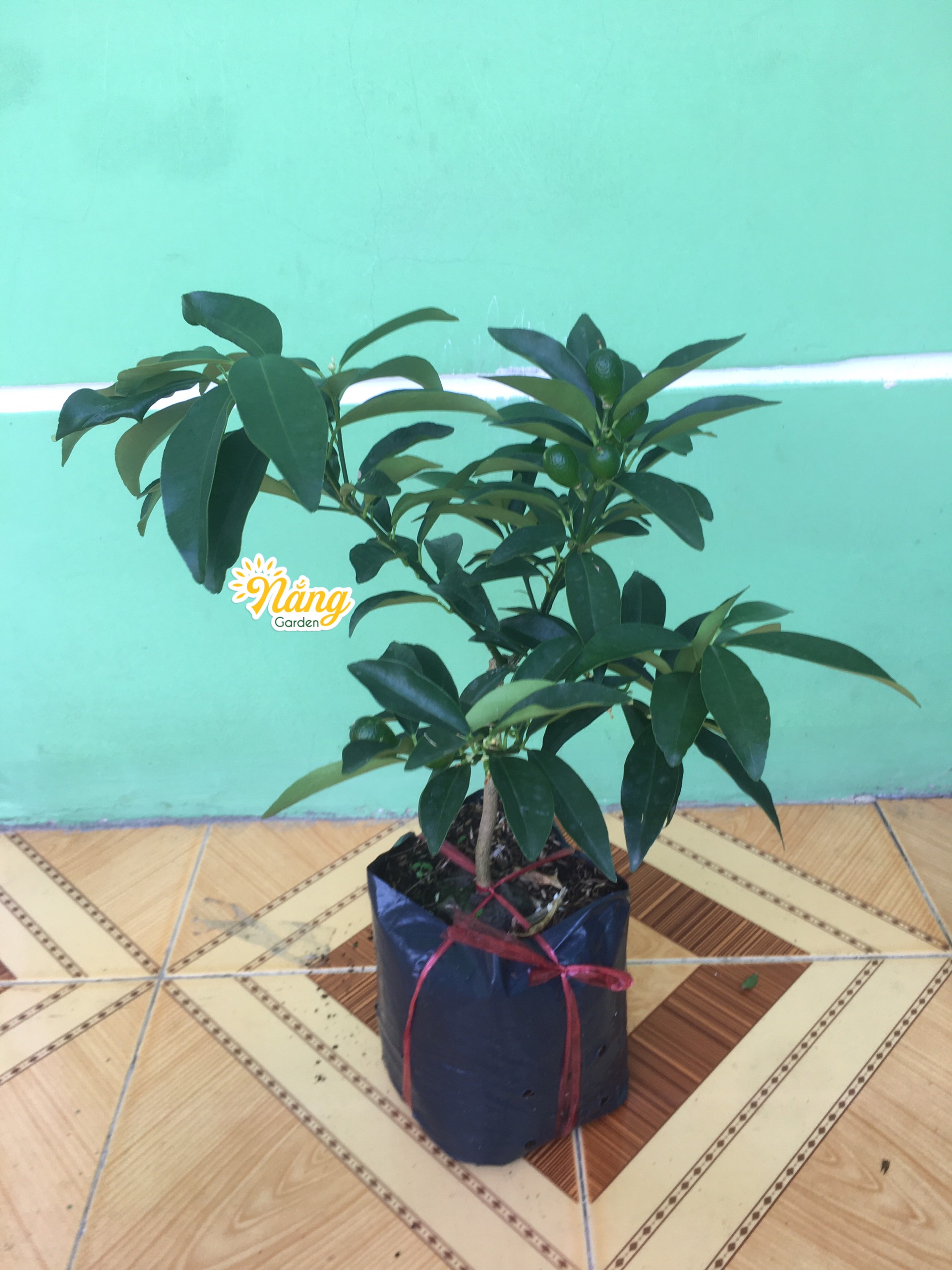 CÂY TẮC NGỌT SIÊU TRÁI, CÂY TẮC MỸ - CÂY QUẤT THÁI