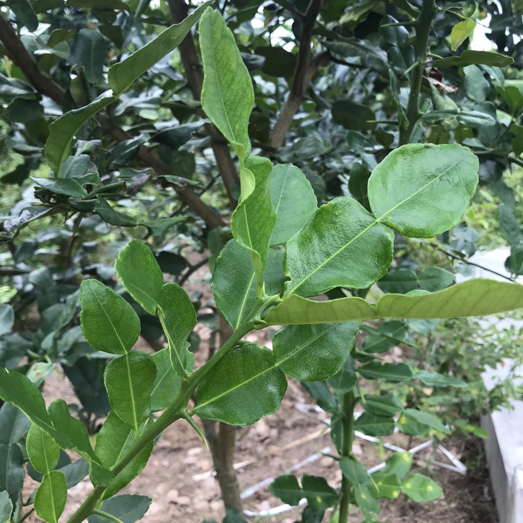 Lá chúc ở an giang dùng nấu gà 50g