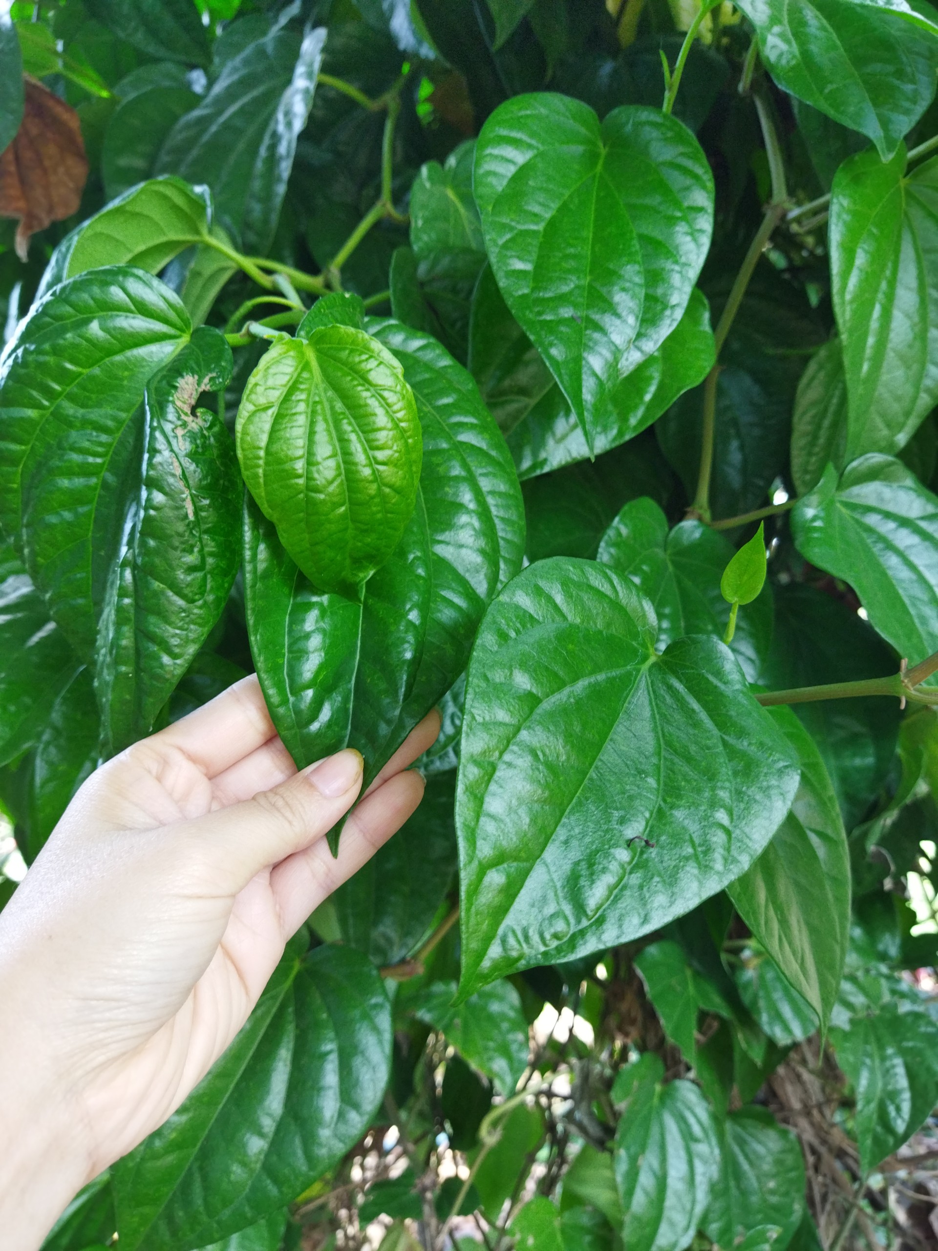 Lá trầu tươi , trầu không 500g nhà trồng HCM