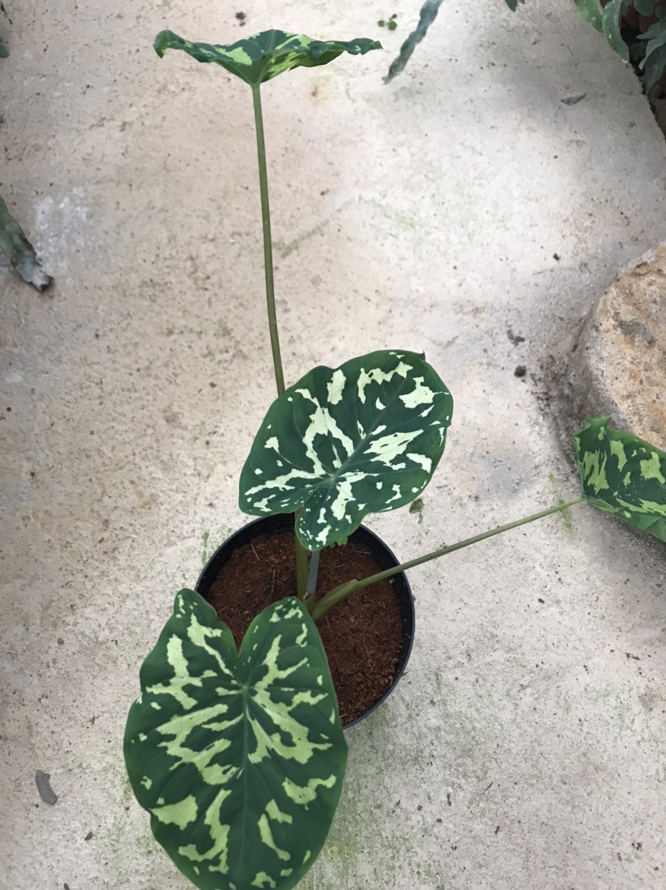 Cây môn lính- Alocasia Hilo beauty- môn có họa tiết áo lính