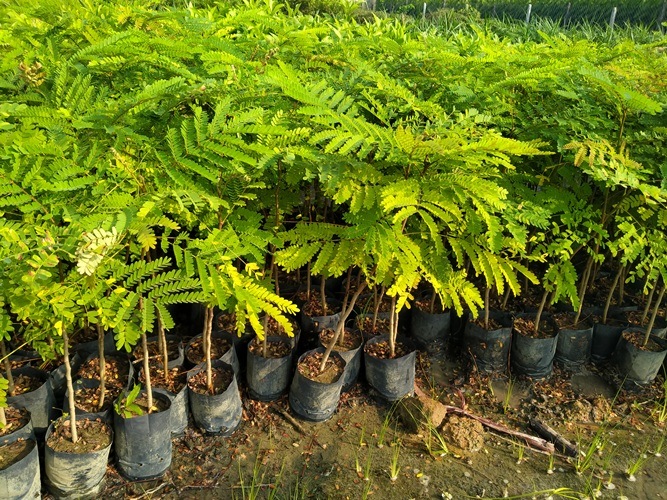 6 Cây gỗ lim cao 50cm