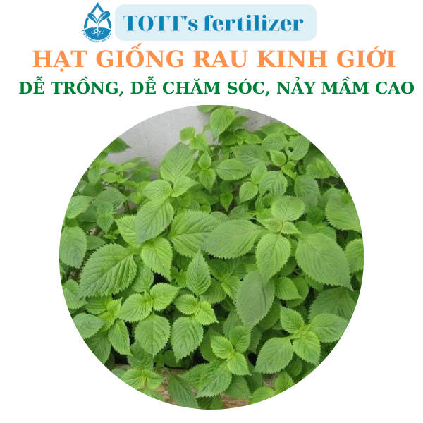 Hạt giống rau kinh giới dễ nảy mầm dễ trồng TOTT's fertilizer