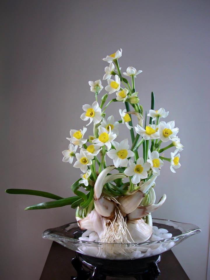 Bộ 5 Củ giống hoa thủy tiên - củ to nhiều nhánh hoa