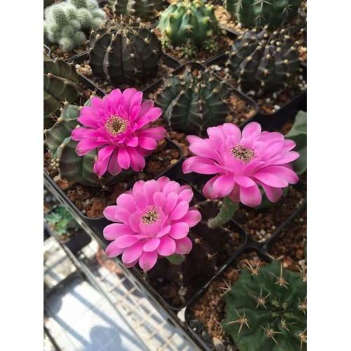 [HCM]Hạt giống xương rồng gym gấm  + tặng đất gieo khay hủ hướng dẫn