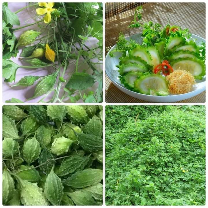 Hạt giống khổ qua rừng